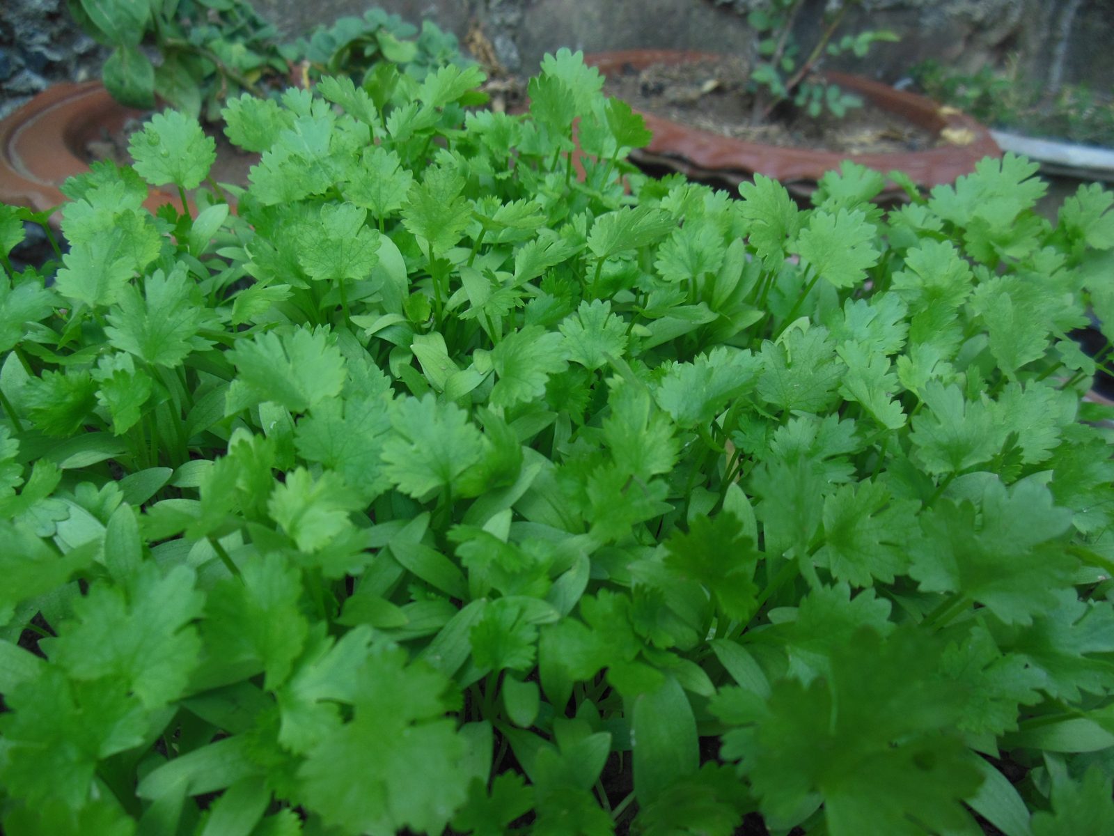 Young cilantro plants in a pot