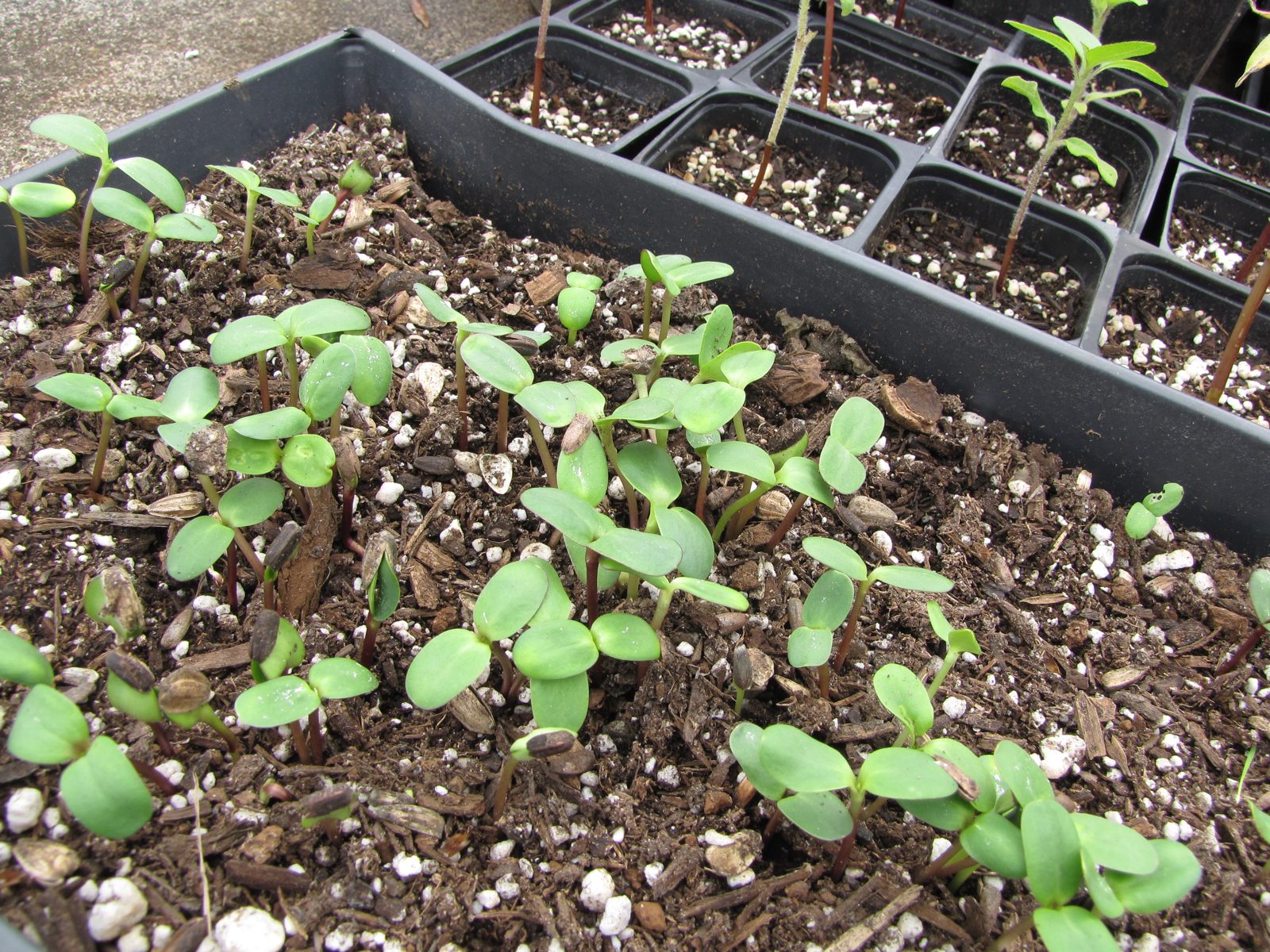Seedlings sprouting in a tray